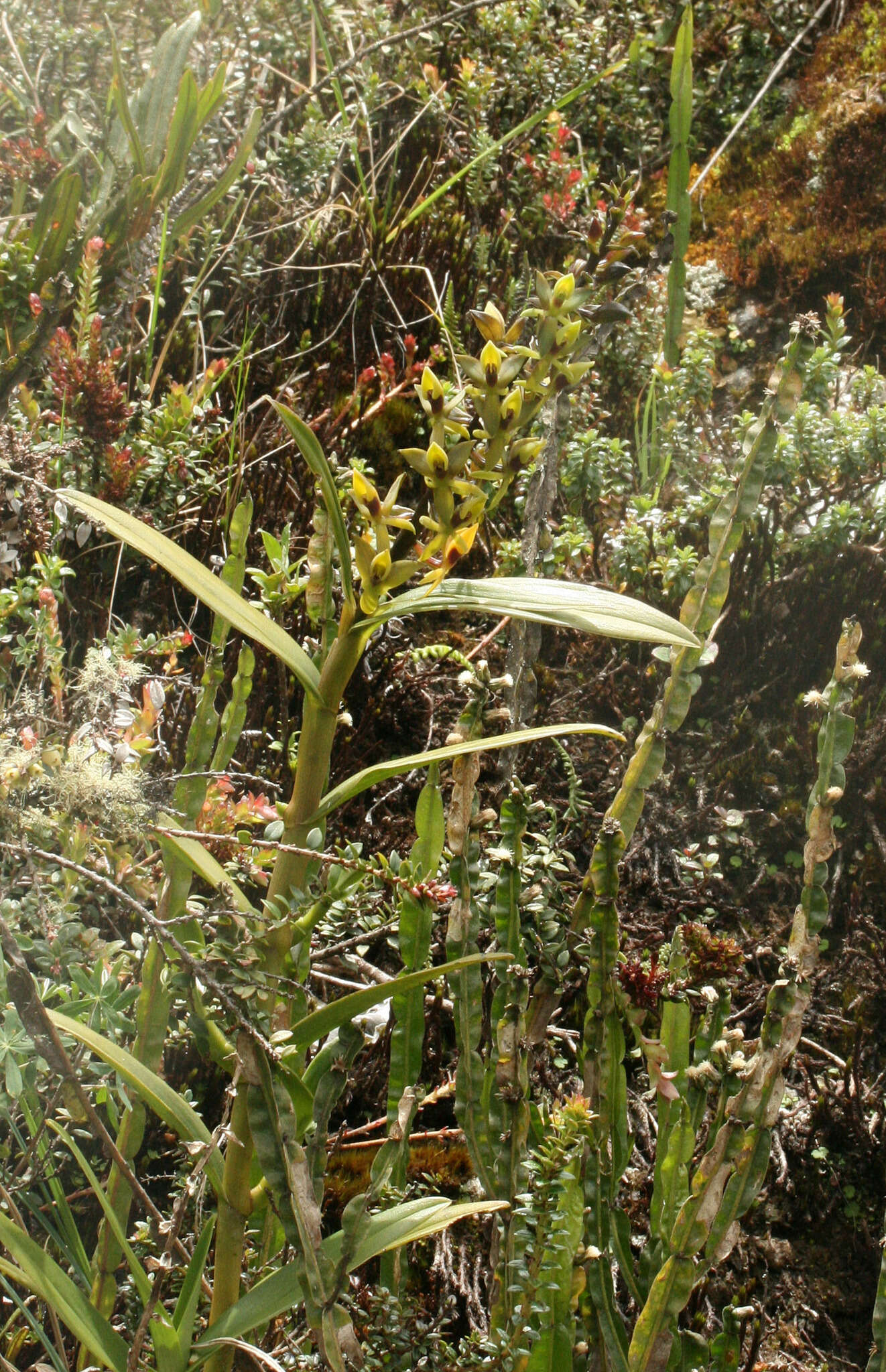 Image of Epidendrum oxycalyx Hágsater & Dodson