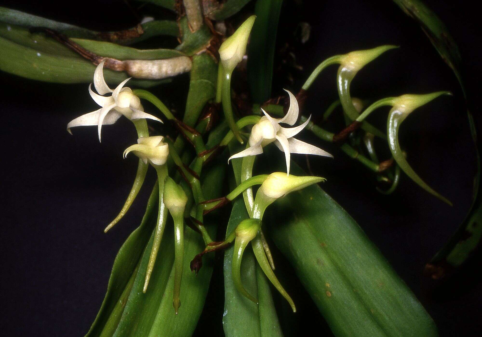 Image of Cyrtorchis