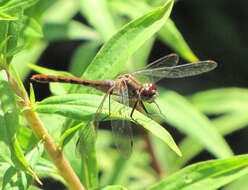 Image of White-faced Meadowhawk