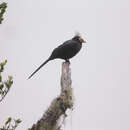 Image of Apo Myna