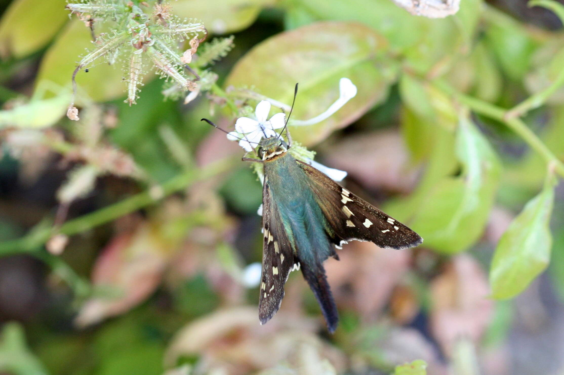 Image of Long-tailed Skipper