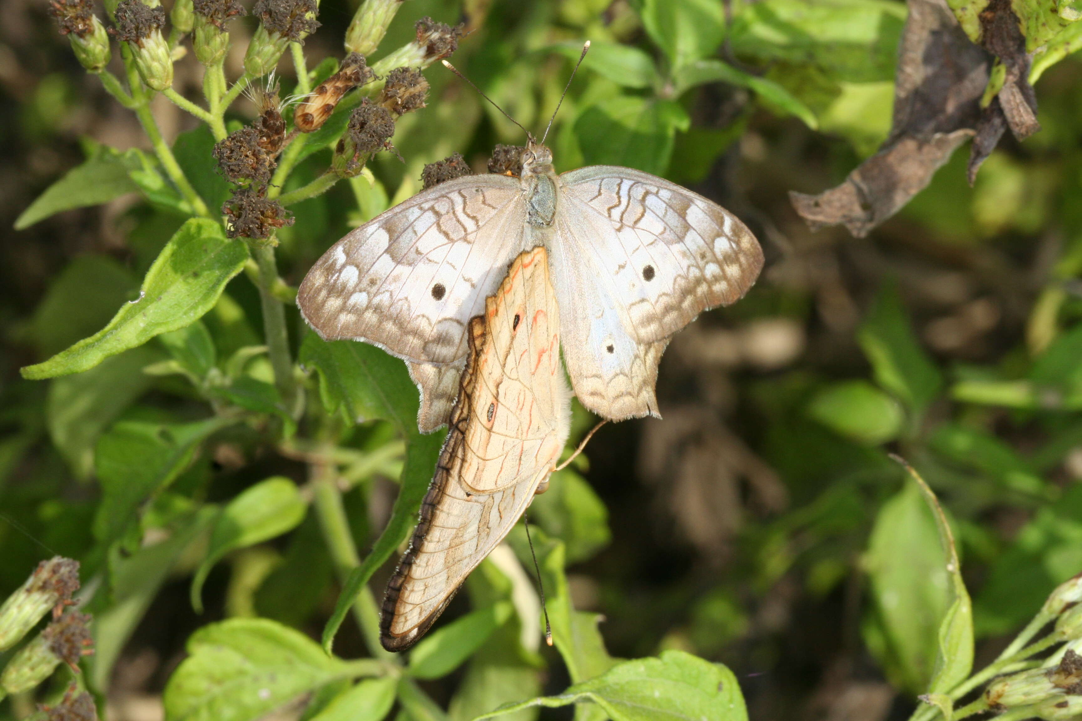 Image of White Peacock