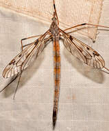 Image of Tipula (Vestiplex) longiventris Loew 1863