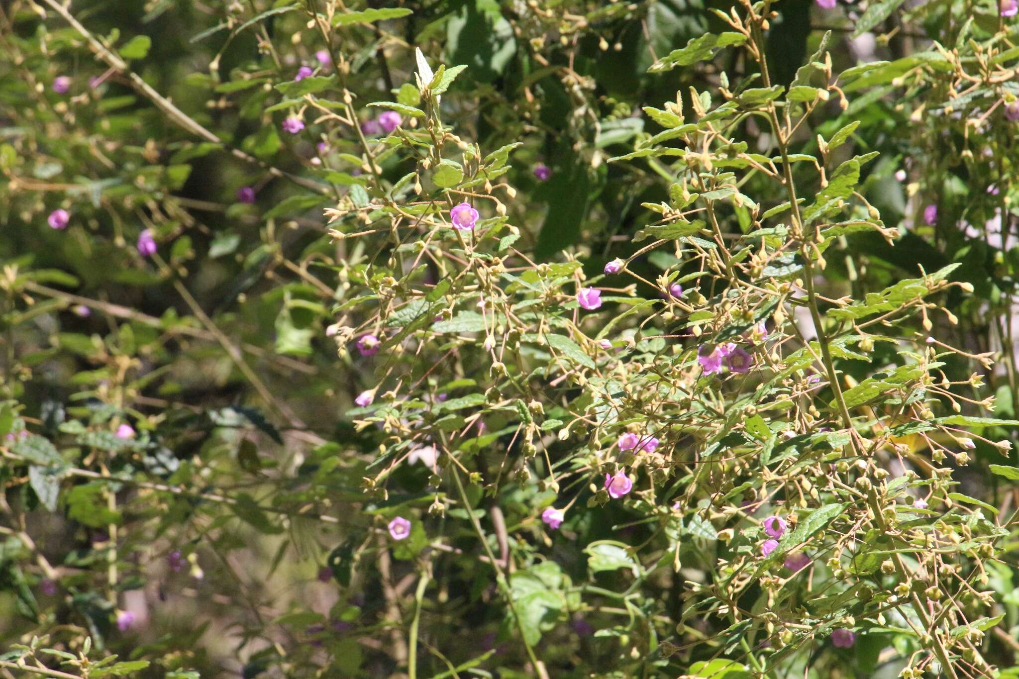 Image of Howittia trilocularis F. Müll.