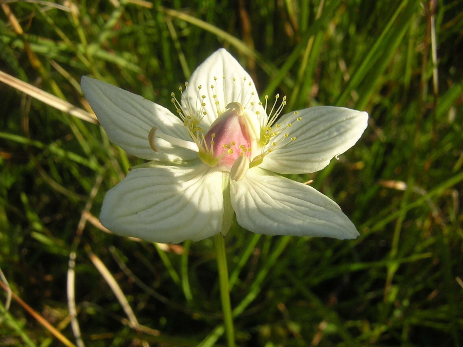 Plancia ëd Parnassia palustris L.