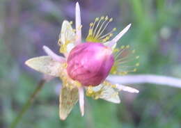 Plancia ëd Parnassia palustris L.