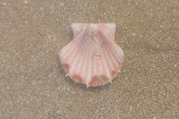 Image of Great Atlantic scallop