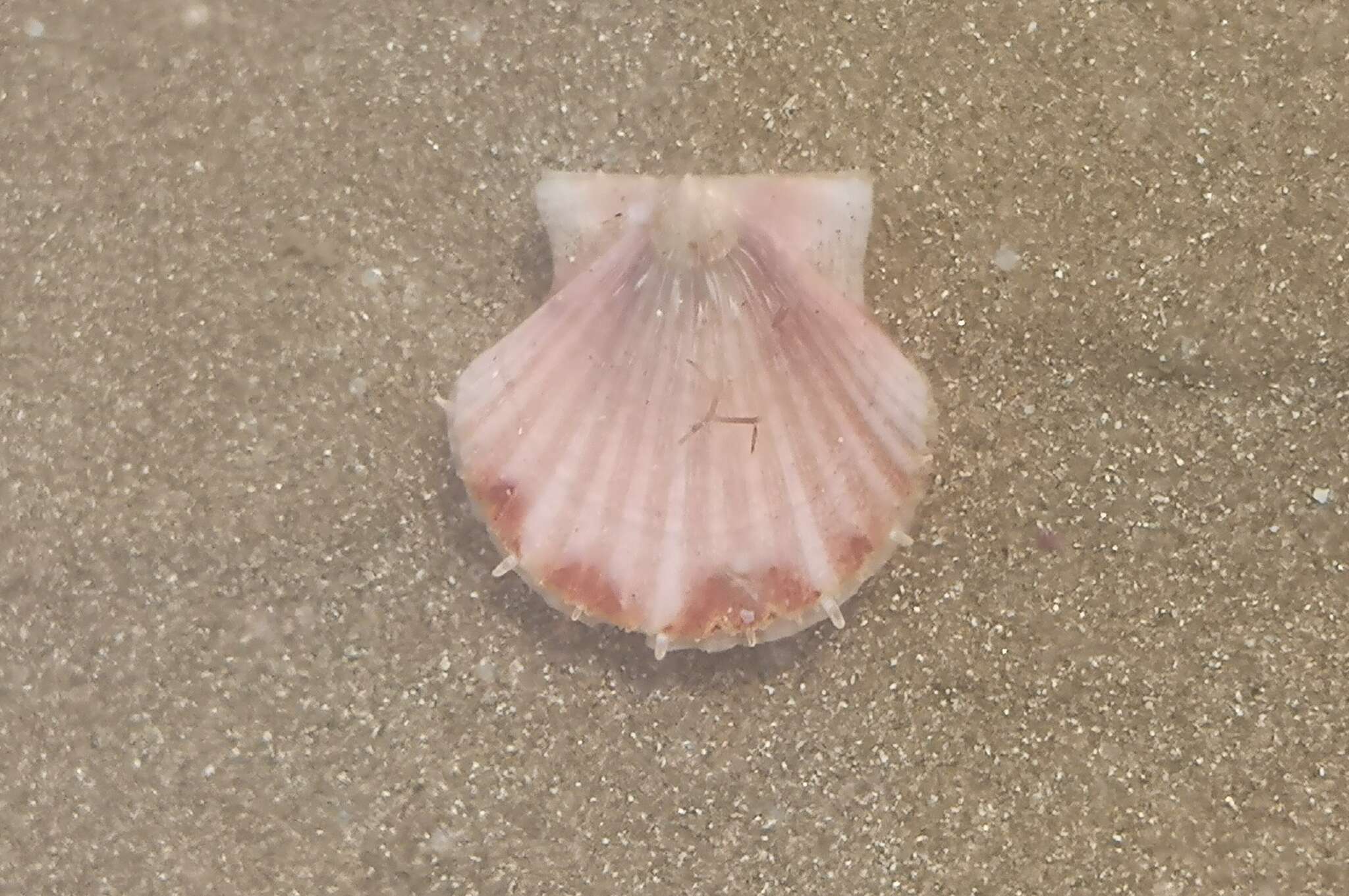 Image of Great Atlantic scallop