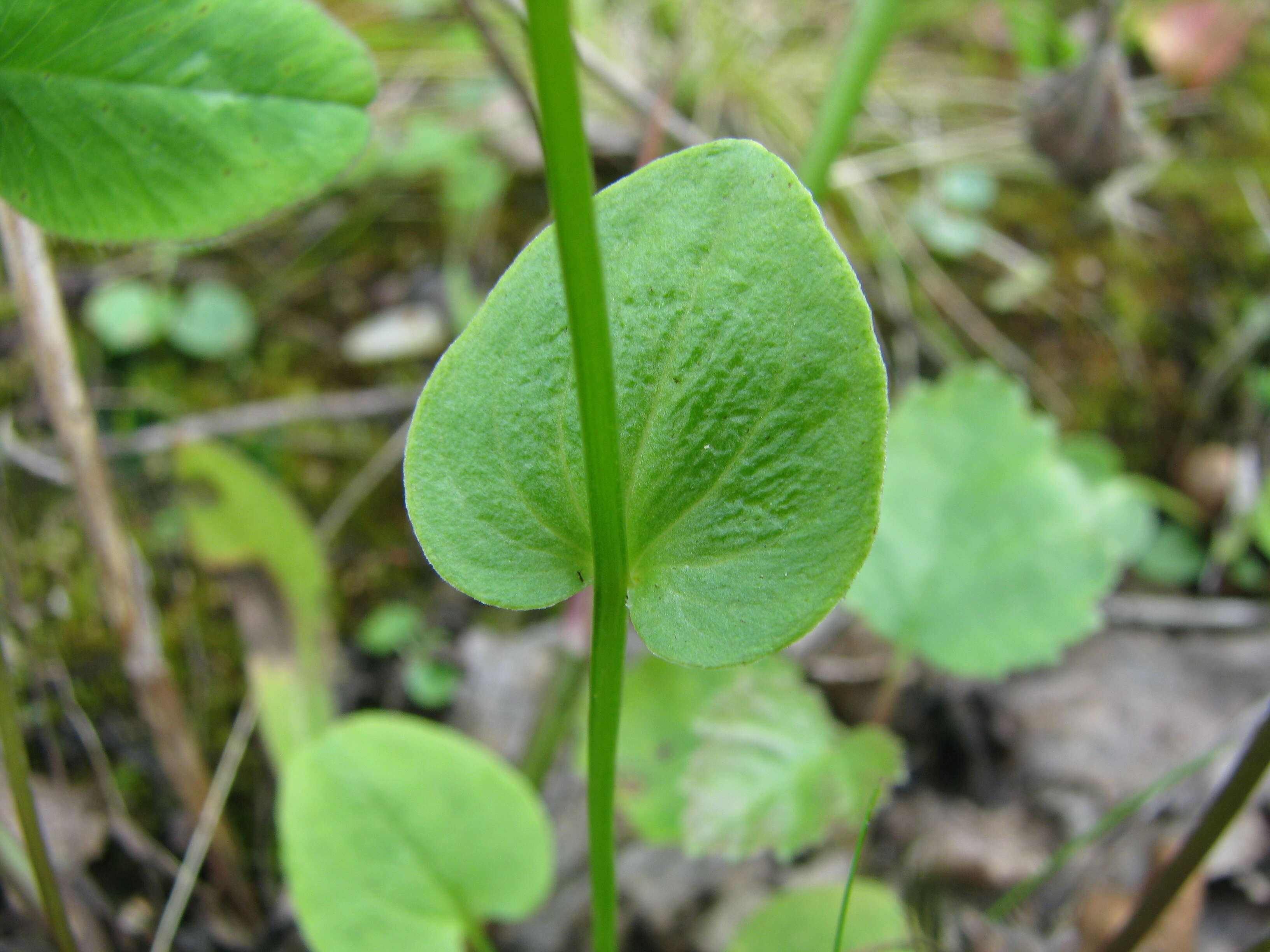 Plancia ëd Parnassia palustris L.