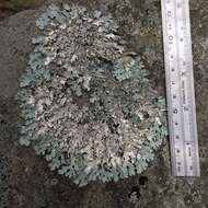 Image of shield lichen