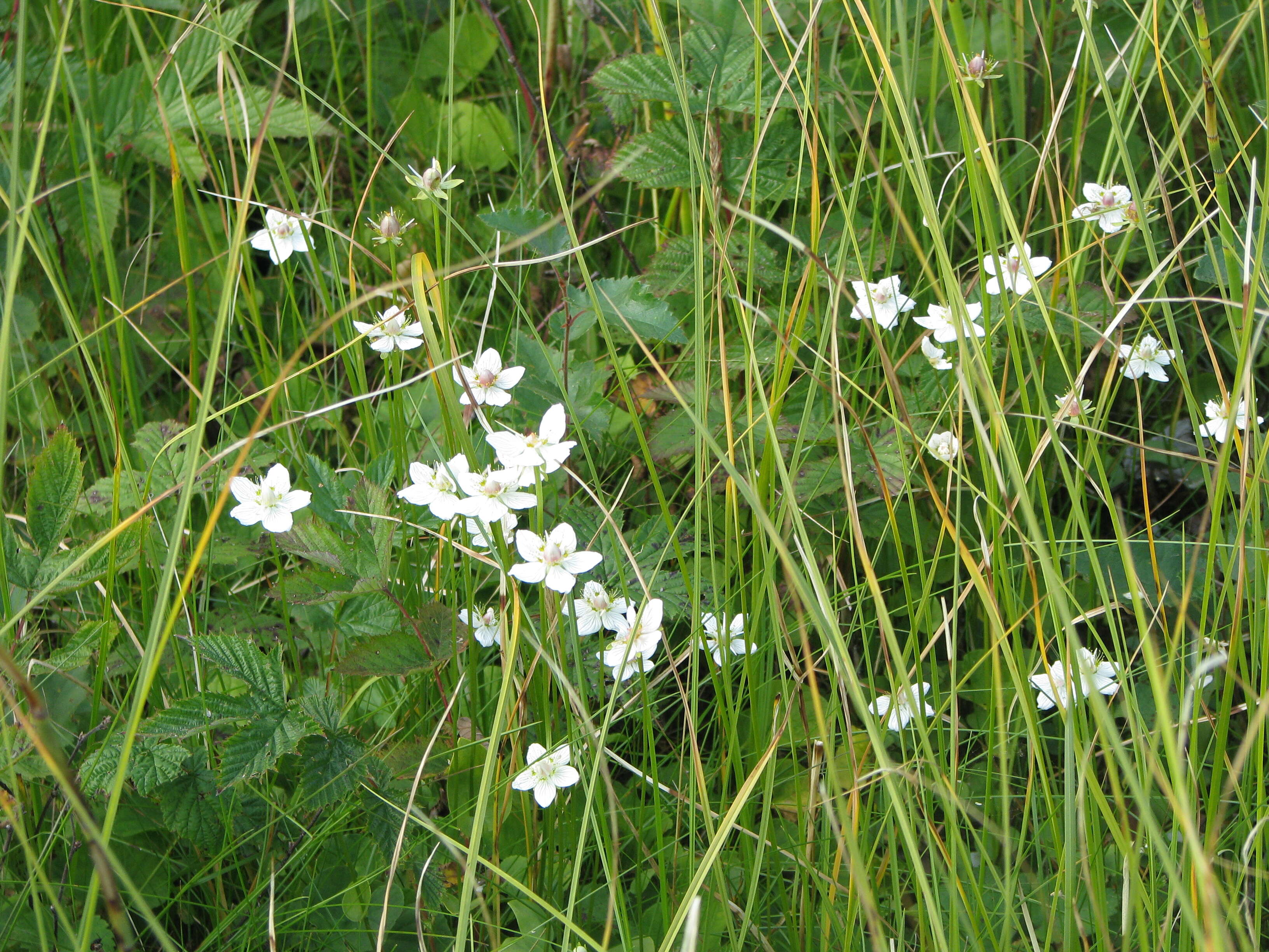 Plancia ëd Parnassia palustris L.