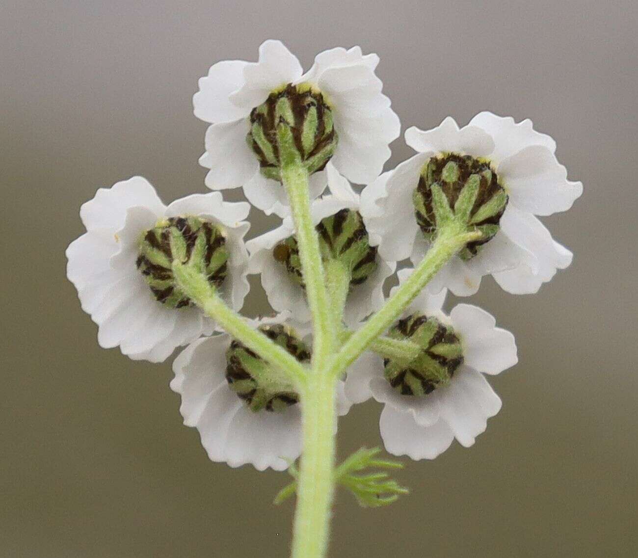 صورة Achillea clusiana Tausch