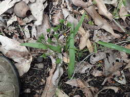 Sivun Chamaescilla corymbosa var. latifolia (F. Muell.) R. J. F. Hend. kuva
