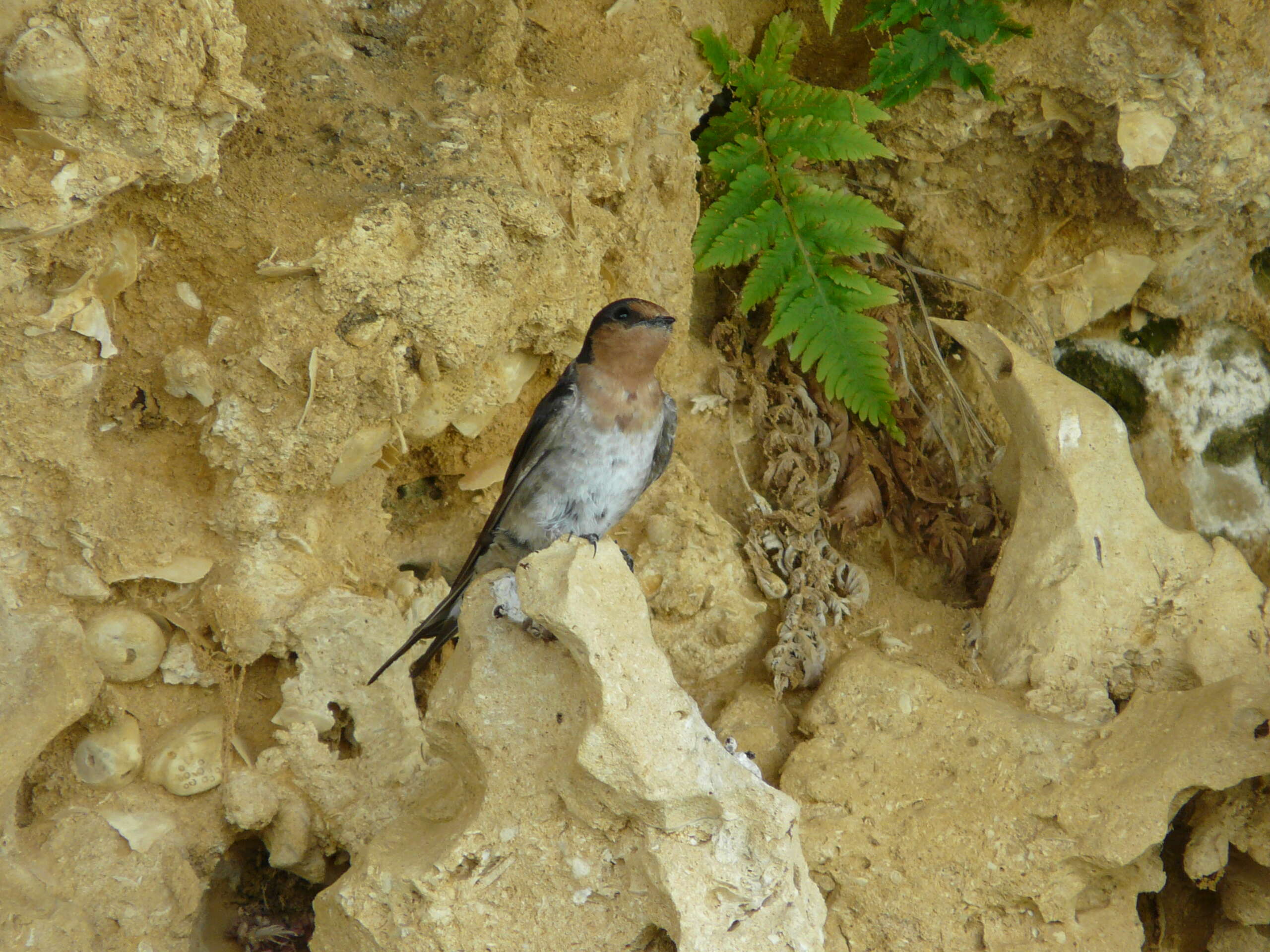 Imagem de Hirundo neoxena Gould 1842