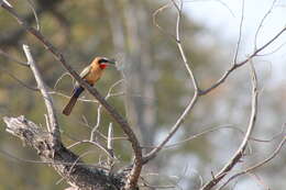 Image of White-fronted Bee-eater