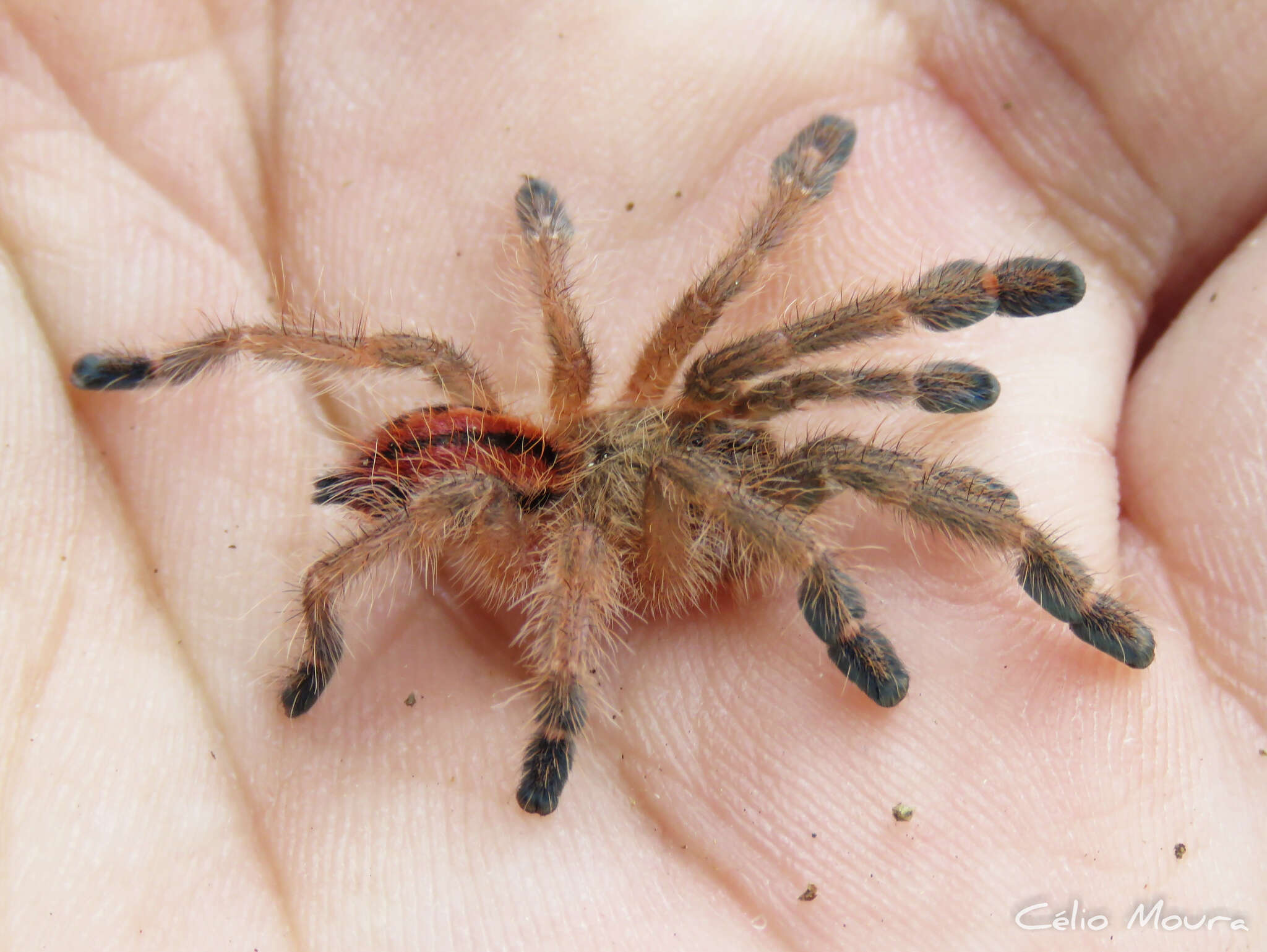 Image of Amazon Ribbed Spider