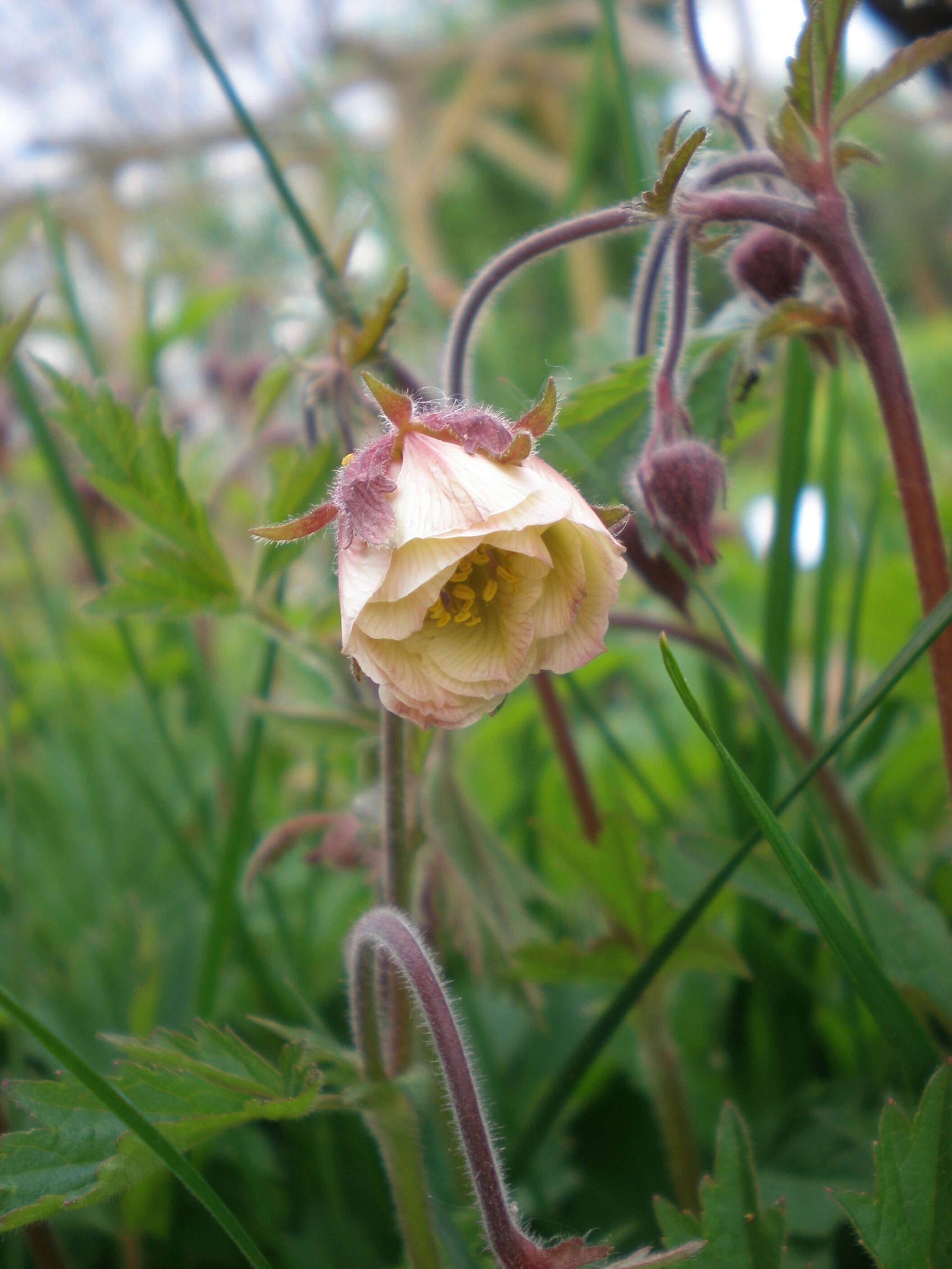 Image of Water Avens