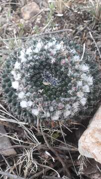 Image of Mammillaria formosa subsp. chionocephala (J. A. Purpus) D. R. Hunt