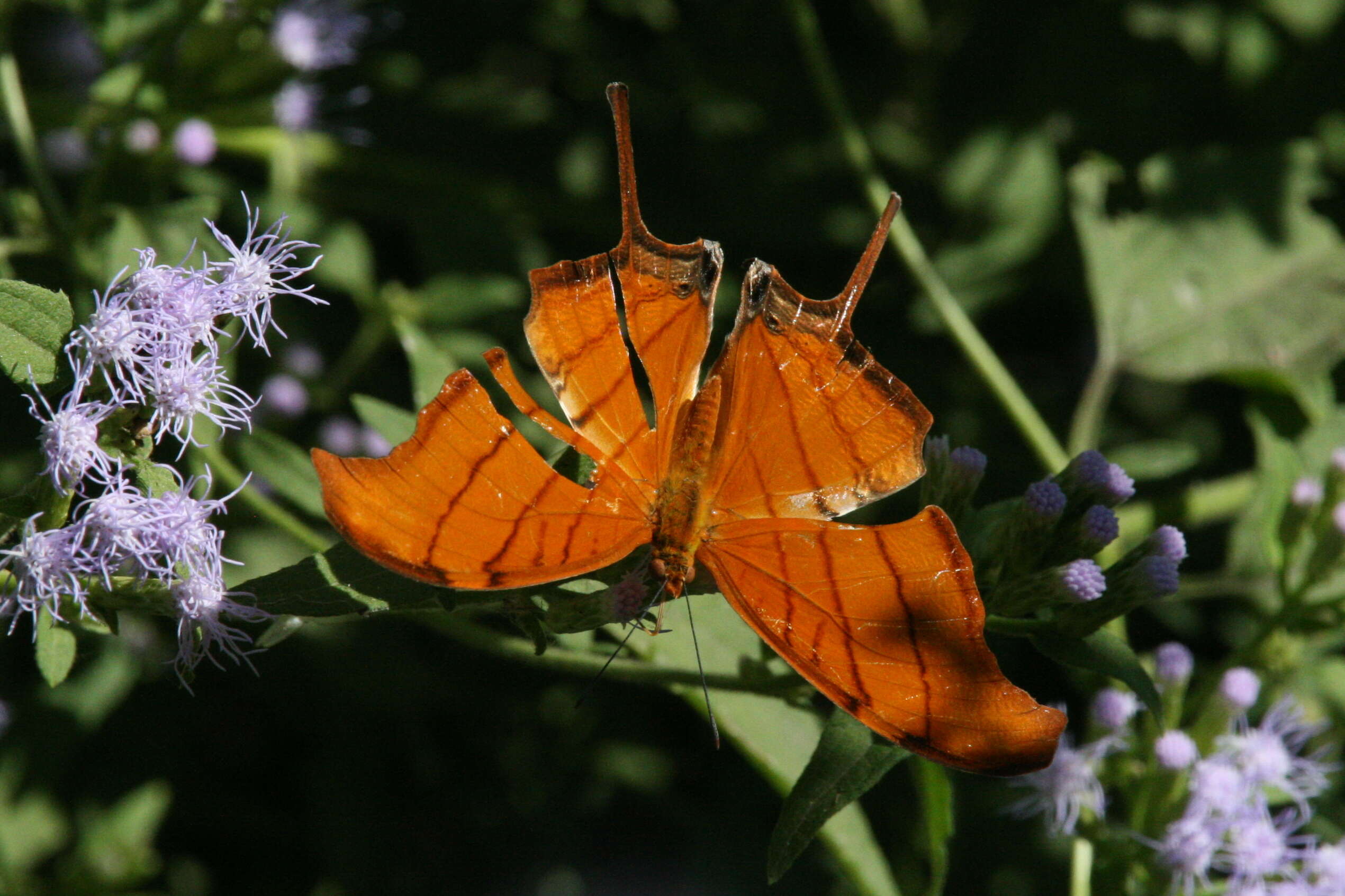 Image of Ruddy Daggerwing