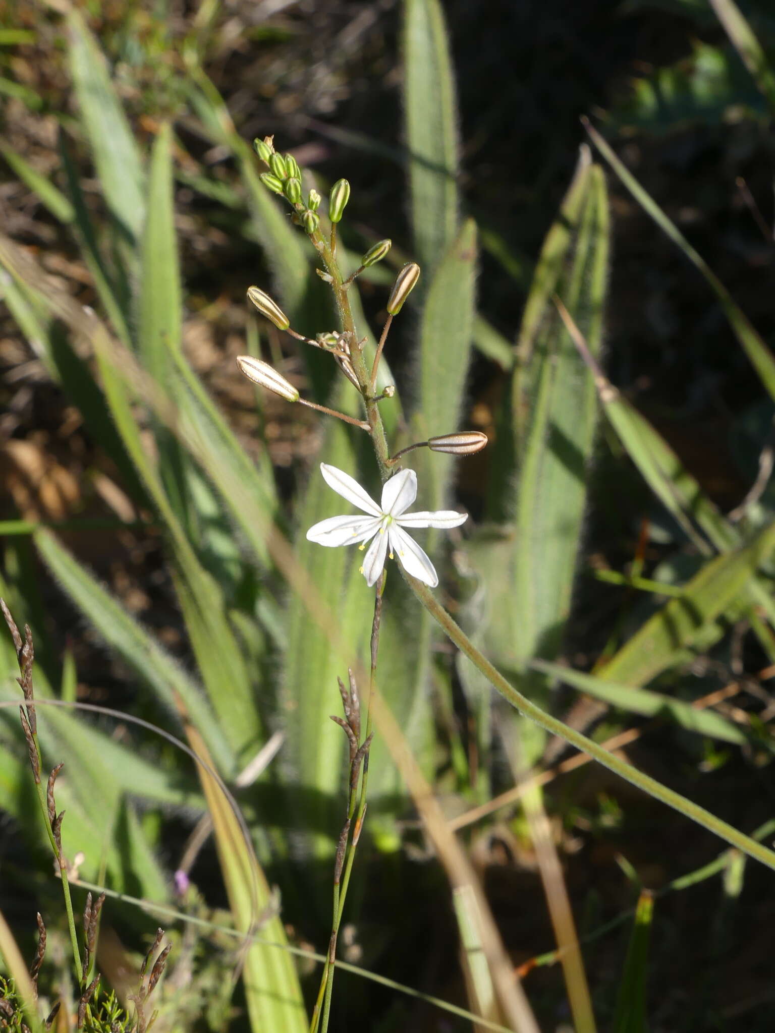 Image of Trachyandra hirsuta (Thunb.) Kunth