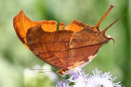 Image of Ruddy Daggerwing