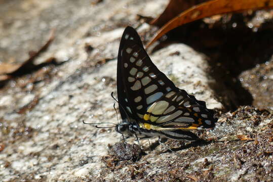 Sivun Graphium chironides (Honrath 1884) kuva