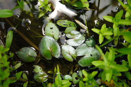 Image of Nymphoides coreana (H. Lév.) H. Hara