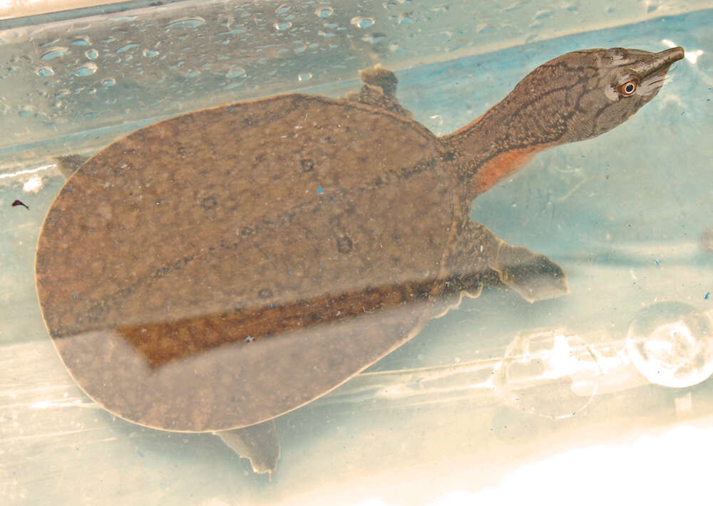 Image of Malayan Soft-shelled Turtle