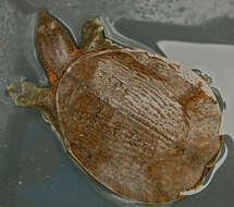 Image of Malayan Soft-shelled Turtle