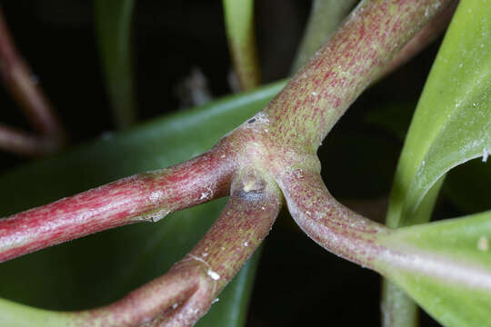 Image of spoonleaf peperomia