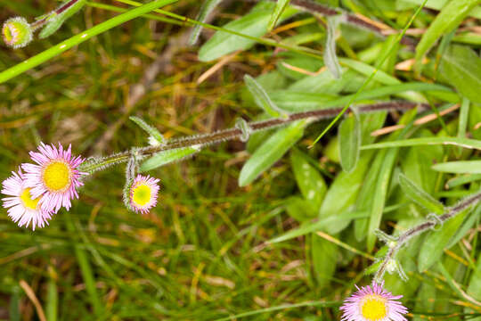 Image of alpine fleabane