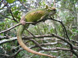 Image de Caméléon nain du Transvaal