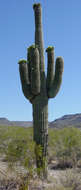 Image of saguaro