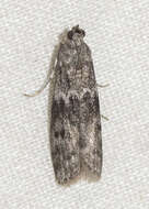 Image of Mediterranean Flour Moth