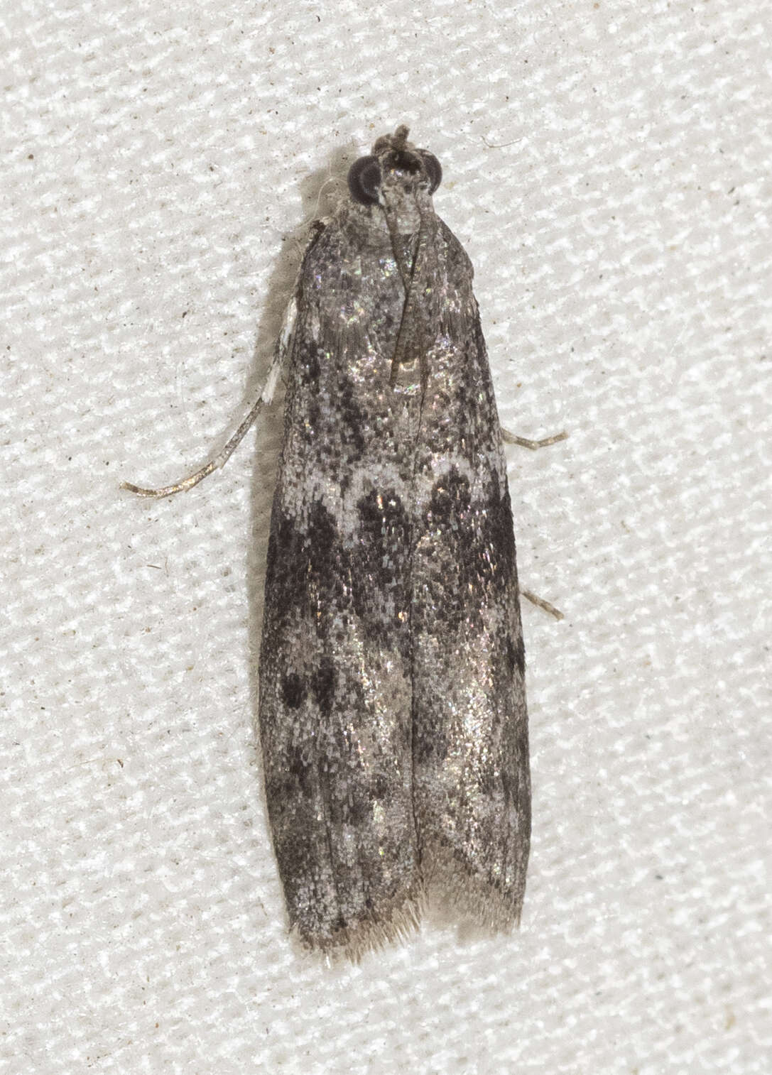 Image of Mediterranean Flour Moth