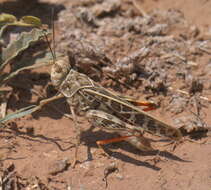 Image of Red-shanked Grasshopper