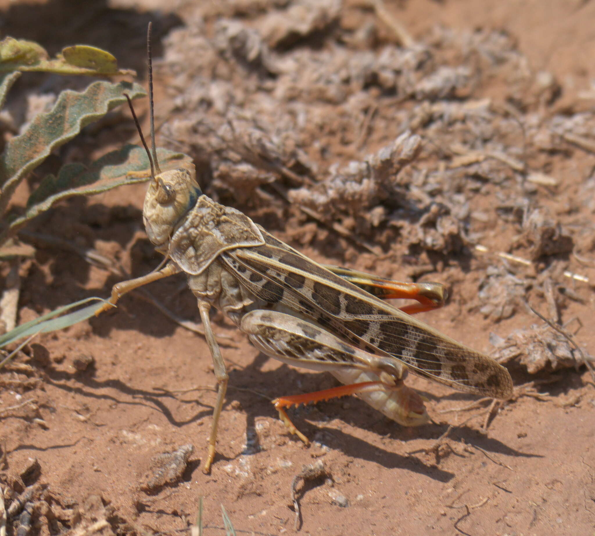 Xanthippus corallipes (Haldeman 1852)的圖片