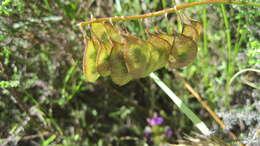 Image of Lessertia capensis (P. J. Bergius) Druce