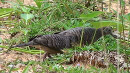 Image of Zebra Dove