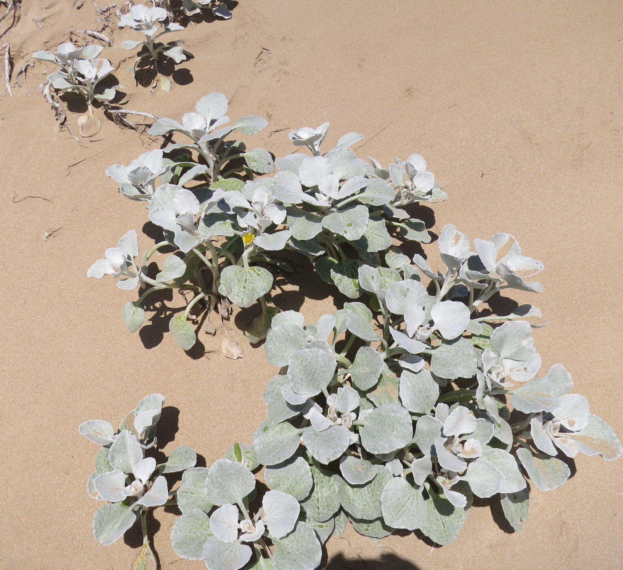 Image of Sand daisy