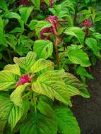 Image of love-lies-bleeding