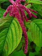 Image of love-lies-bleeding