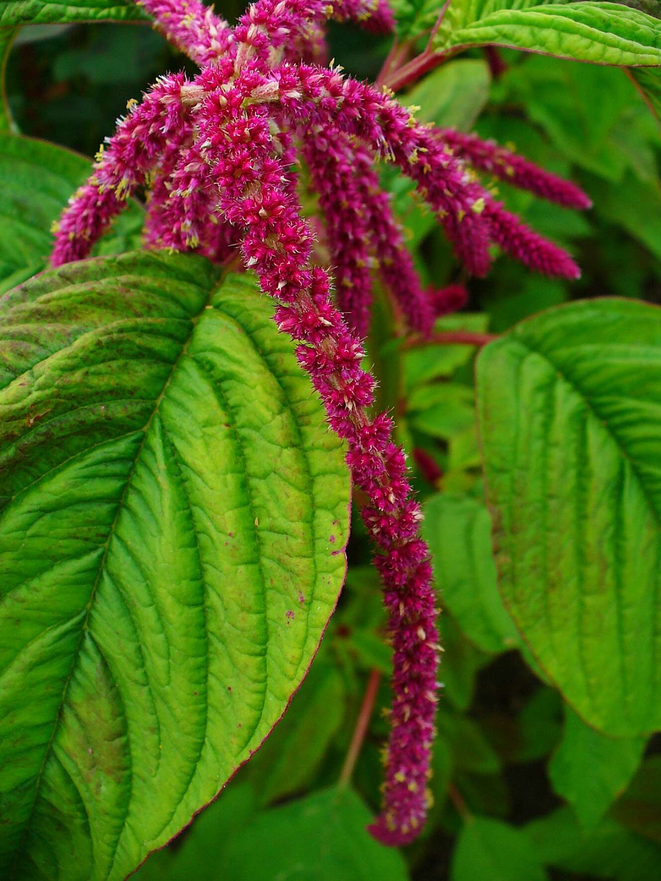 Image of love-lies-bleeding