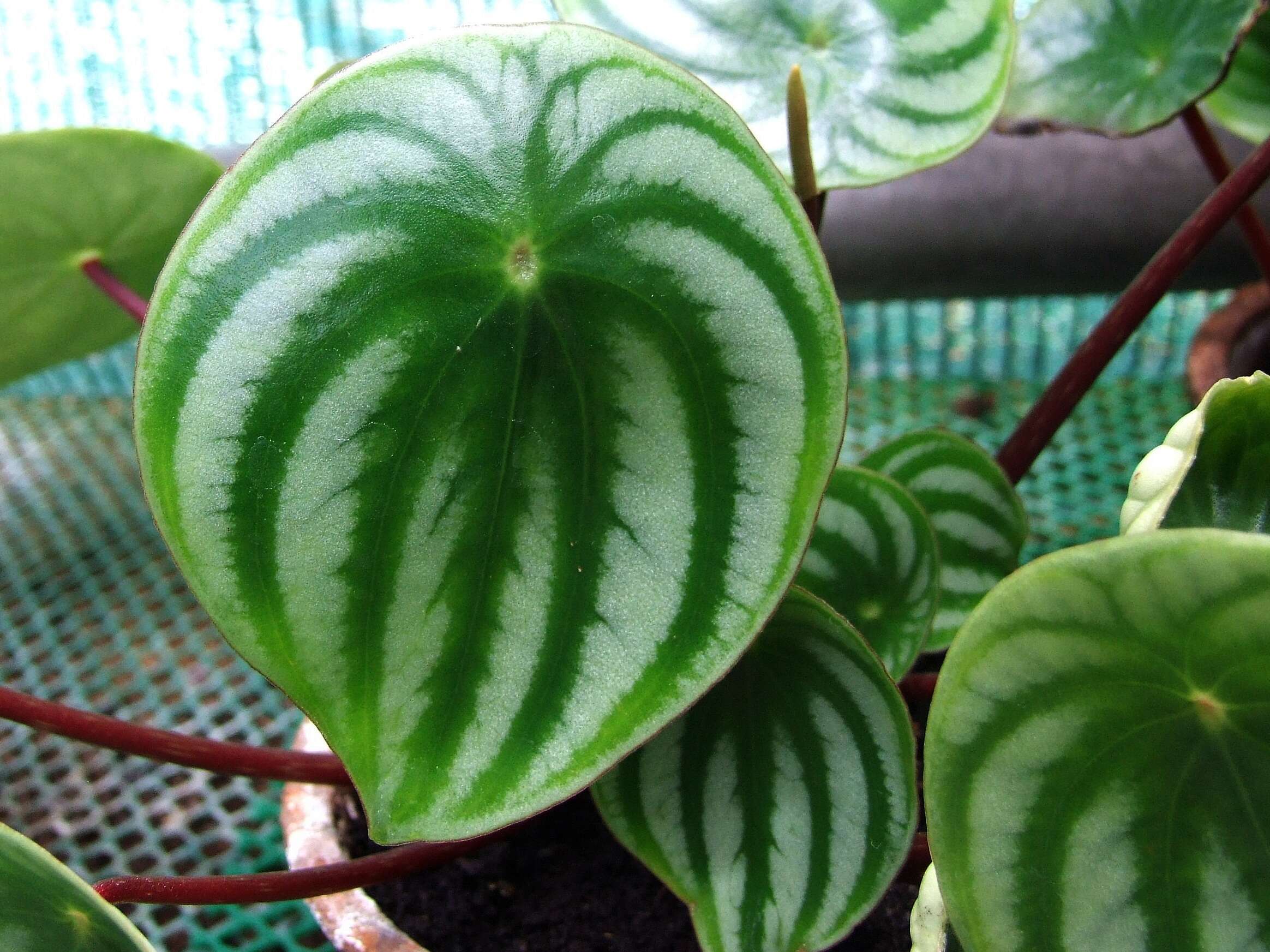 Image of Peperomia argyreia (Miq.) E. Morr.