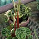 Image of Peperomia caperata Ruiz & Pav. ex Yunck.