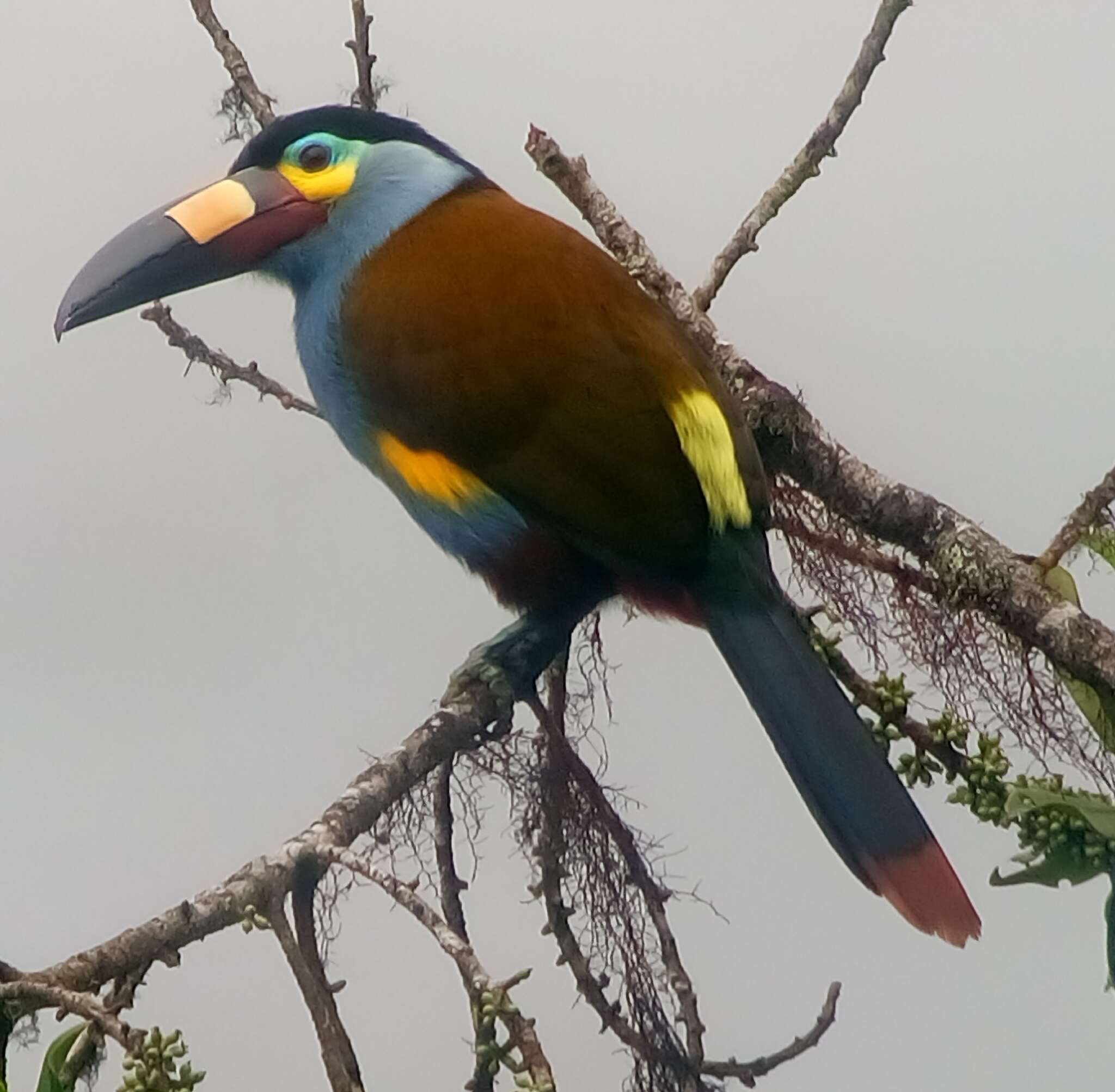 Image of Plate-billed Mountain Toucan