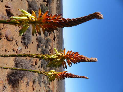 Image of Aloe microstigma subsp. microstigma