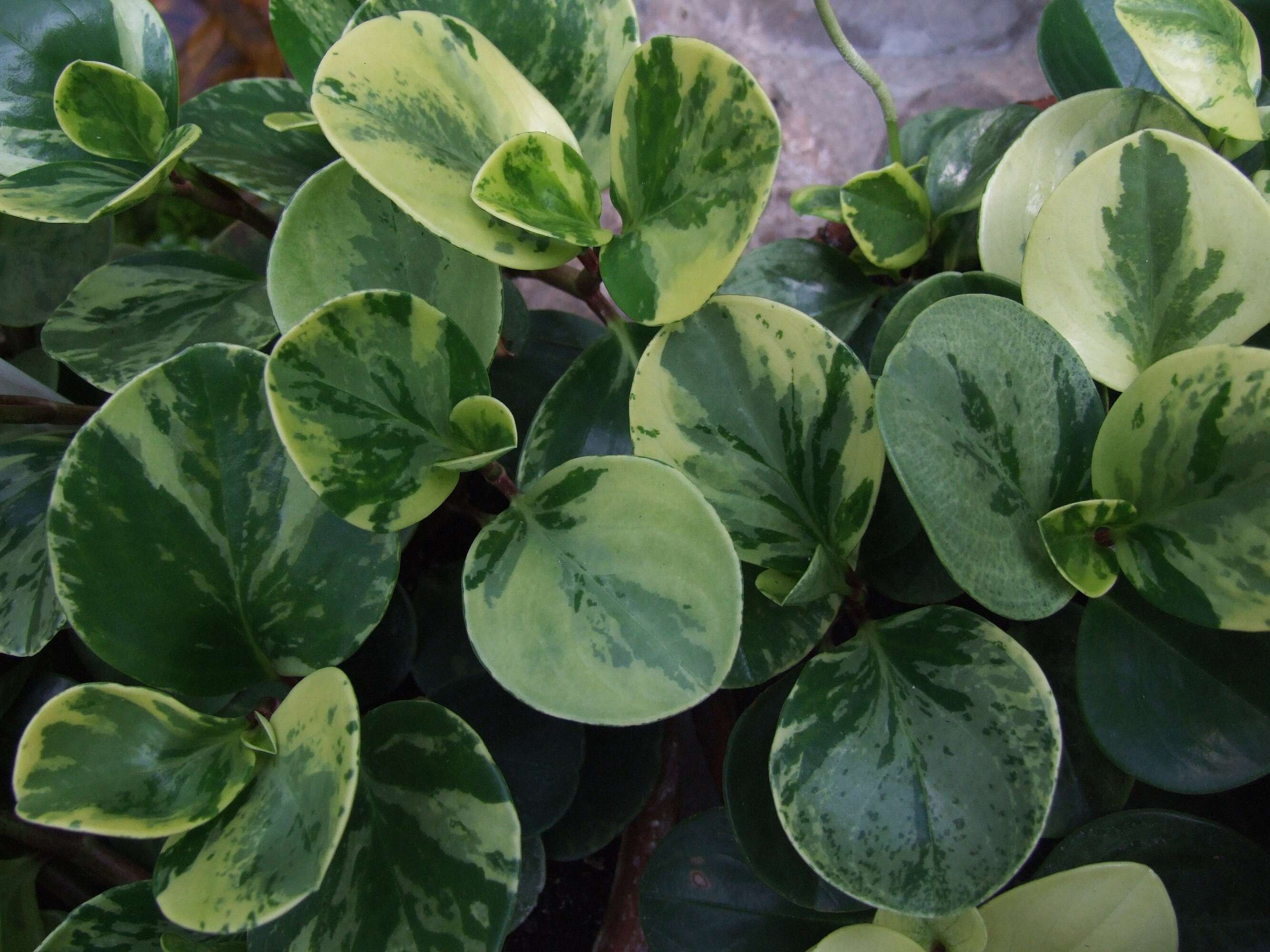 Peperomia obtusifolia (L.) A. Dietr. resmi