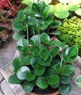 Peperomia obtusifolia (L.) A. Dietr. resmi