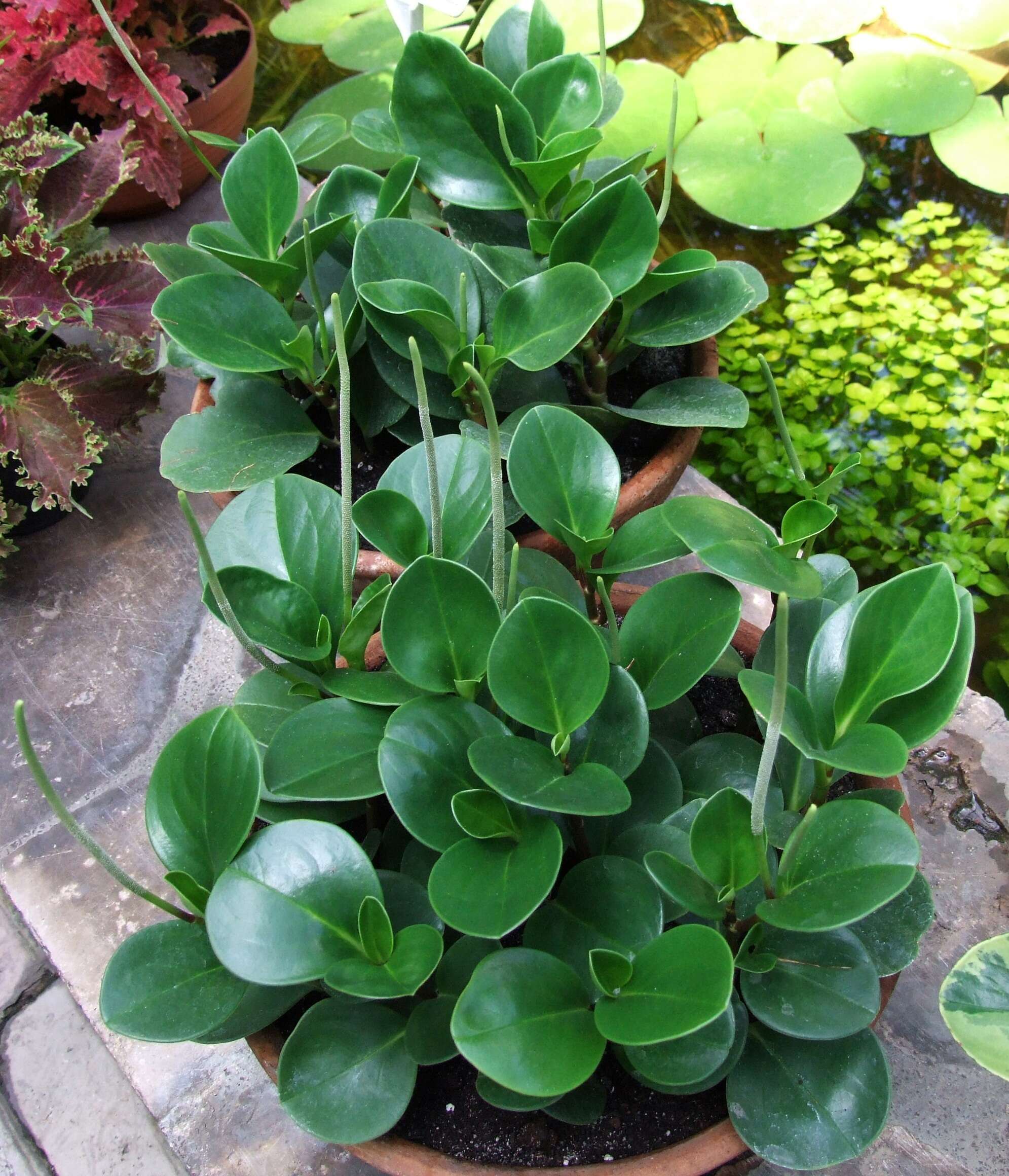 Peperomia obtusifolia (L.) A. Dietr. resmi